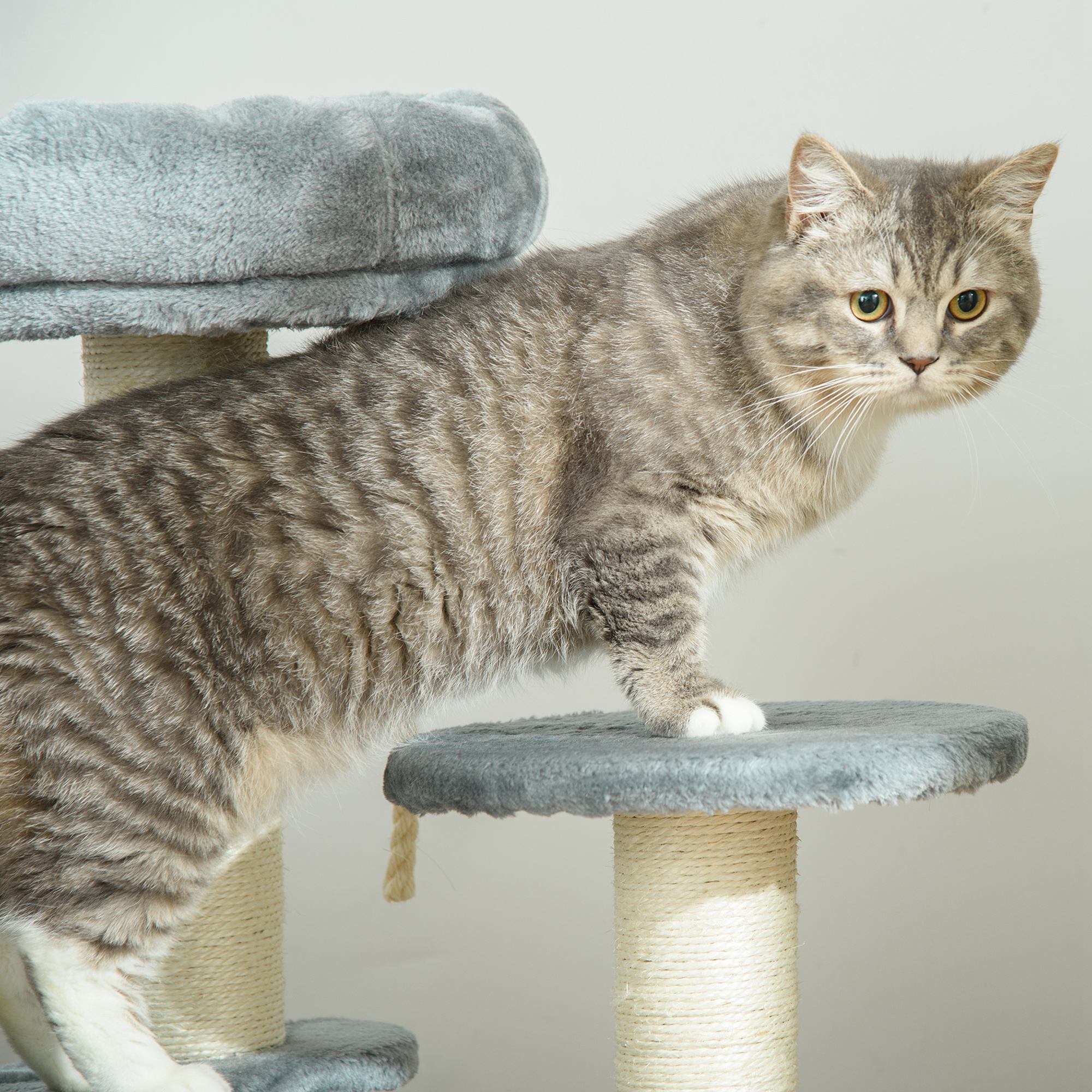 Kratzbaum 65 cm Kleiner Katzenbaum mit Katzenbett, Liegeplattform, Katzenkratzbaum mit Sisalsäulen Katzenmöbel für Katzen bis 3,5 kg, Grau