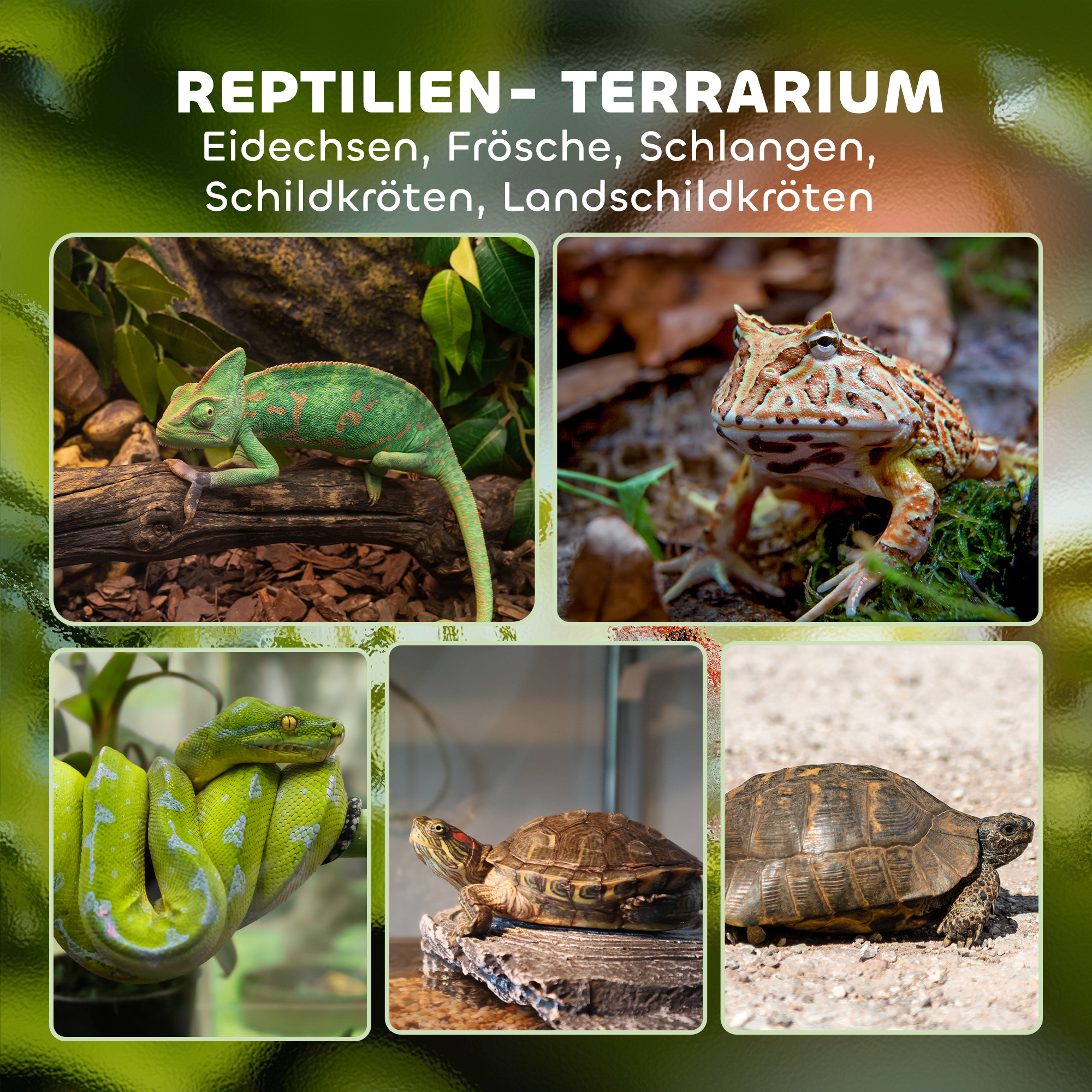 Terrarium für Reptilien Glasterrarium 48L mit Frontbelüftung Steinrückwand Drehverschluss 50 x 30 x 35 cm Schwarz