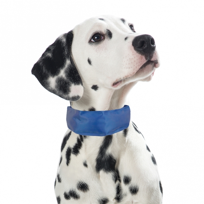 PROCYON Kühl-Bandana für Hunde - L PROCYON Kühl-Bandana für Hunde - M