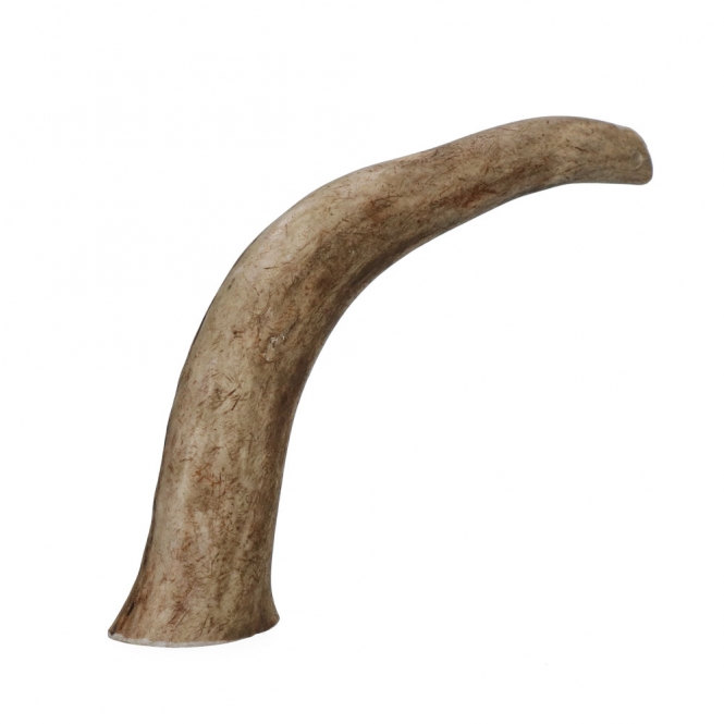 Viking Antler Hard Rothirschgeweih - XL