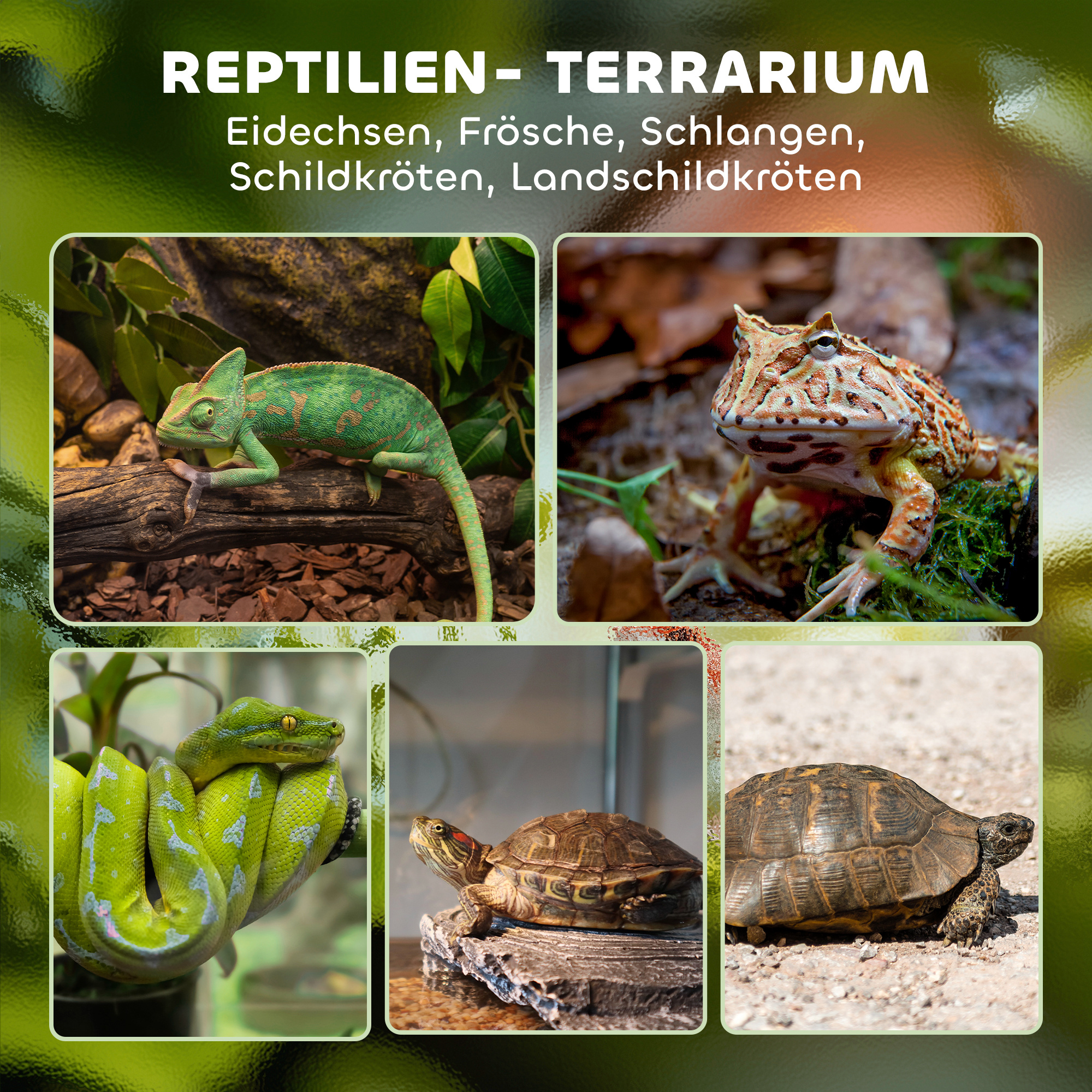 Glas-Terrarium für Reptilien, erhöhter & wasserdichter Boden, Knopfschloss