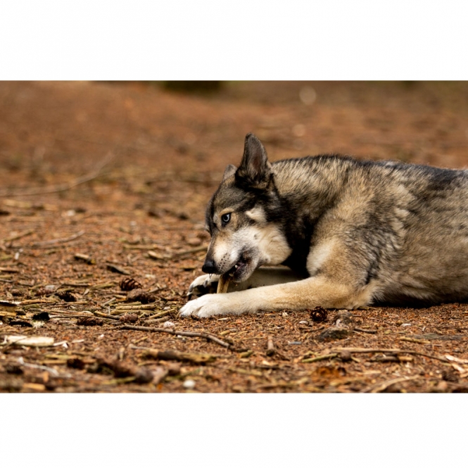 Viking Antler Hard Rothirschgeweih - XL