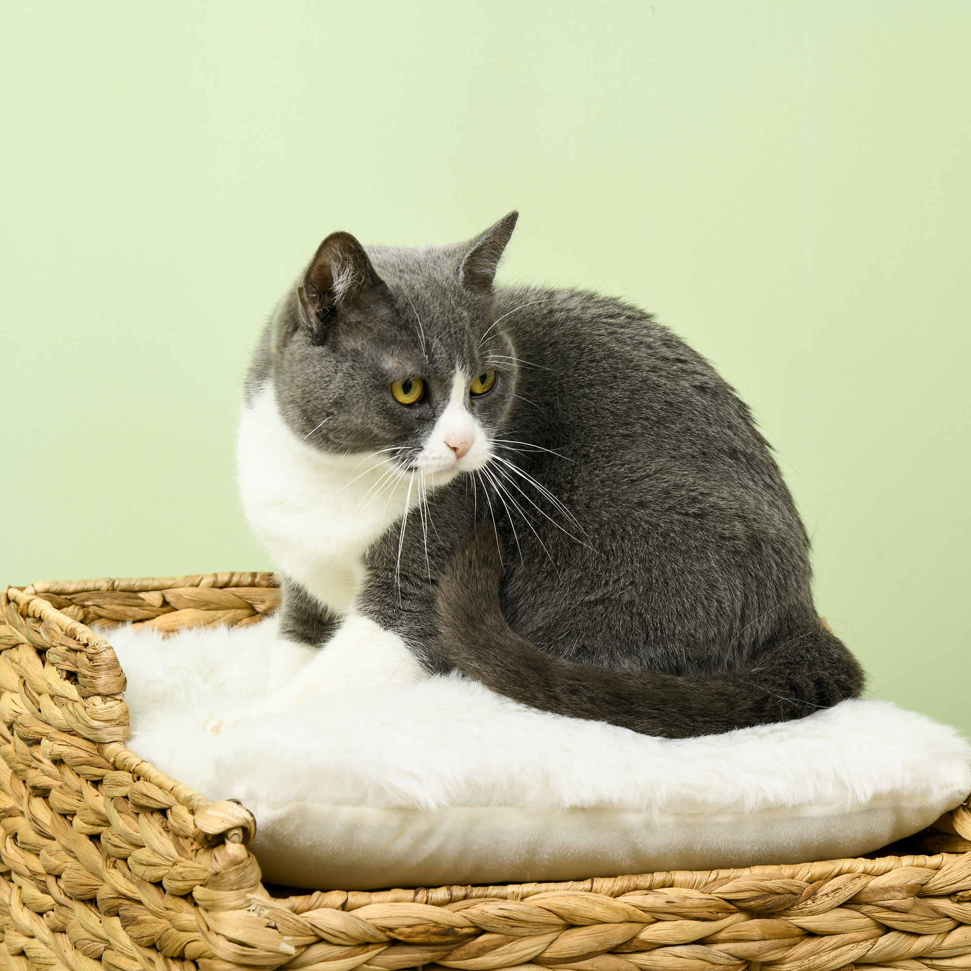 Katzenhöhle aus Wasserhyazinthen-Gras, 2 Liegefläche, 2 waschbare Kissen, Natur + Weiß