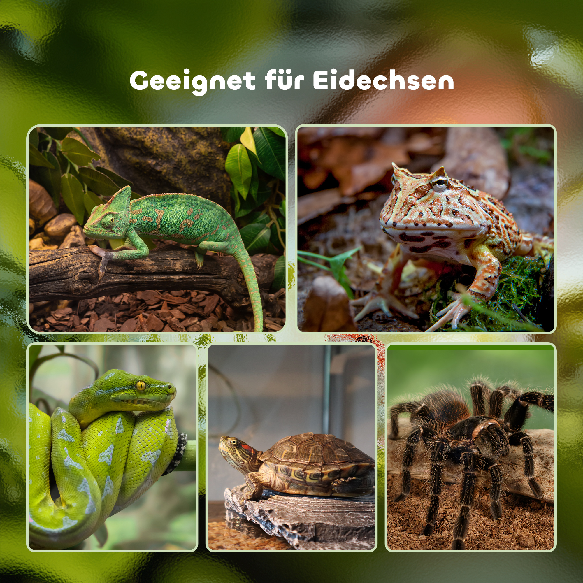 Terrarium für Reptilien Reptile Fütterungsbox Glasterrarium Amphibien Spinnentiere mit Thermometer Reptilienzuchtbox für Schnecken Amphibien Insekten Schildkröten Schwarz 50 x 30 x 35 cm